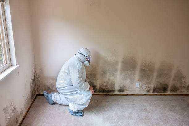 Office Mold Removal Services in Maiden, NC